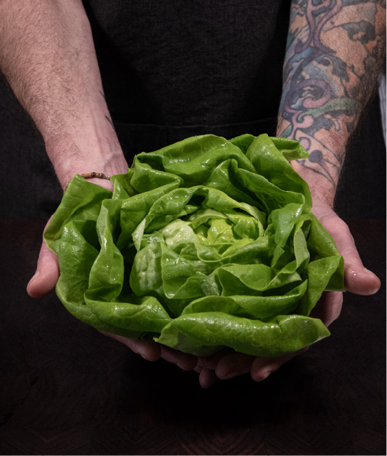 Hands holding lettuce
